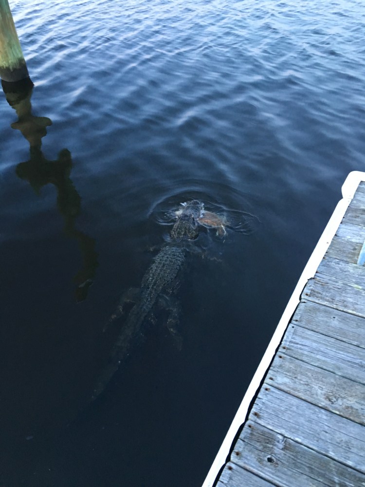 gator