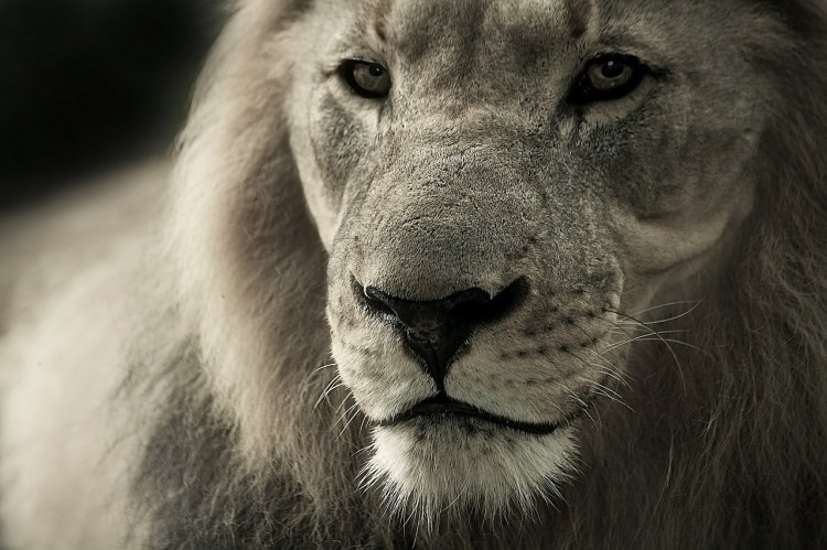 lion-588144_1280